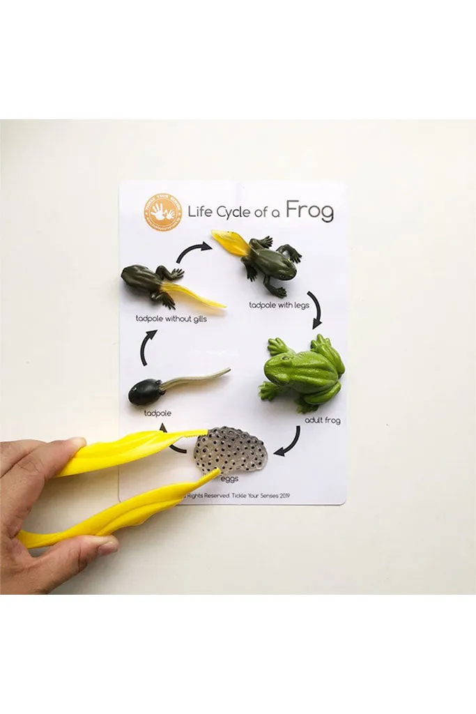 Frog Life Cycle Learning Kit